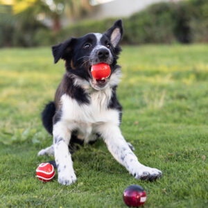 0T7A7205 2 copy 300x300