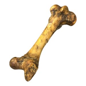 עצם ירך בופאלו קרניבור